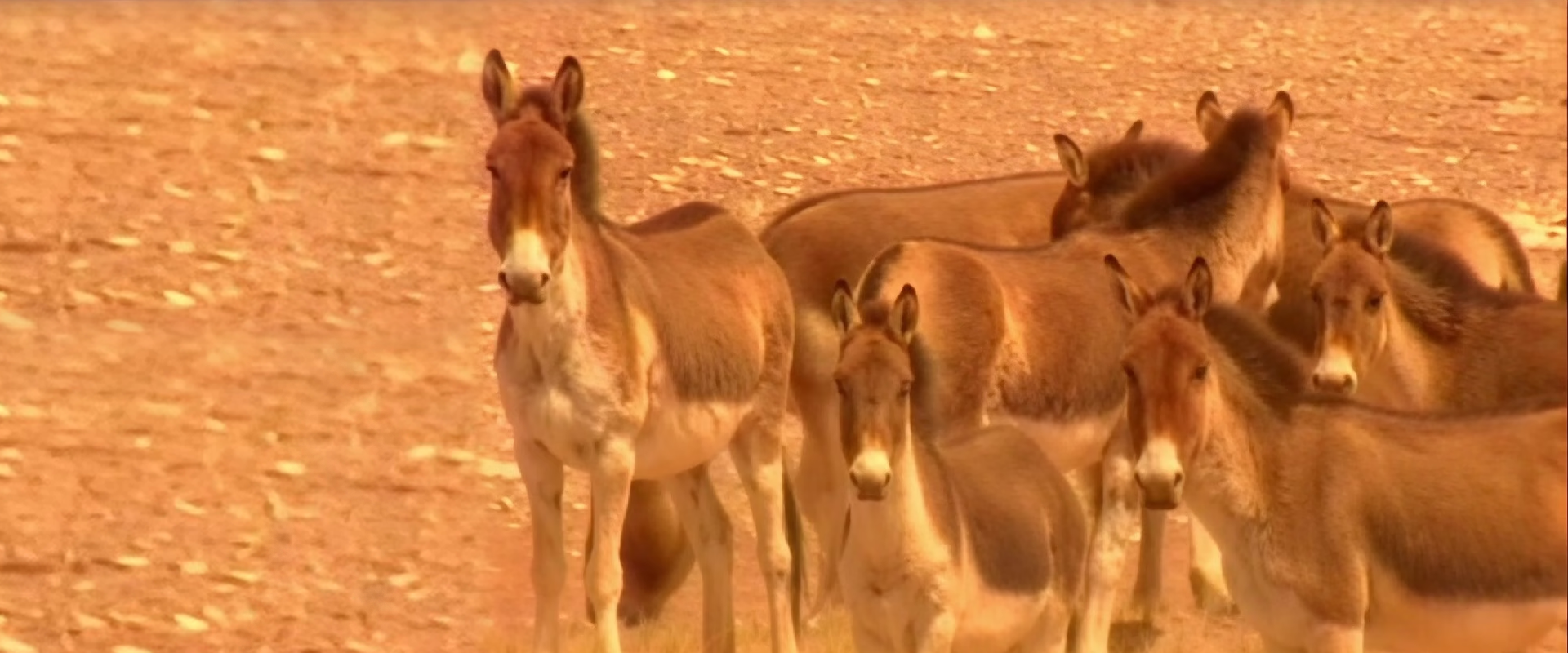 平衡·高清修复版